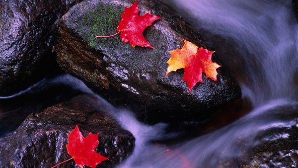 PLUIE D AUTOMNE MALGRE LA PLUIE GARDE LE SOURIRE Centerblog