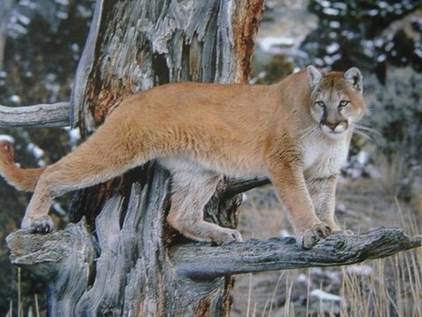 PUMAS