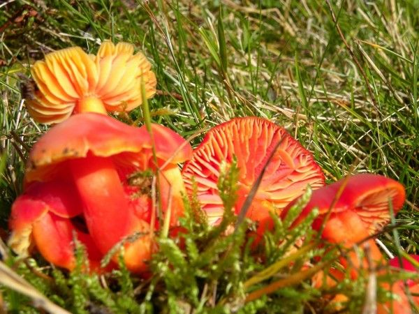 CHAMPIGNONS