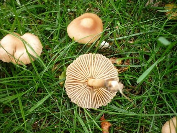 CHAMPIGNONS