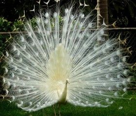PAON-BLANC.jpg