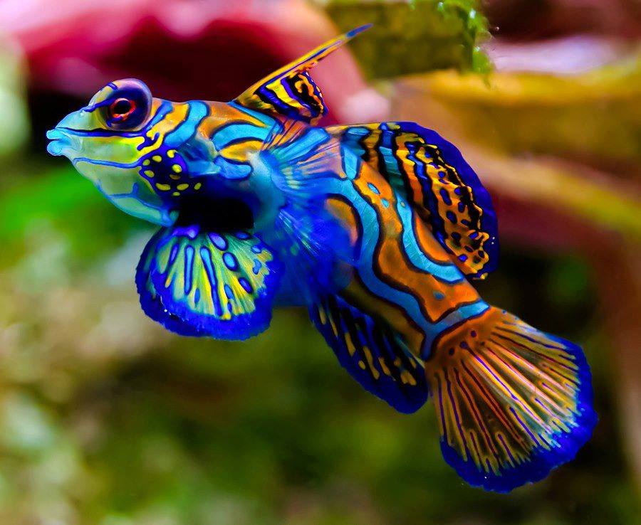 POISSONS