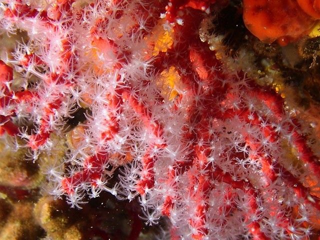 corail et barriere de corail