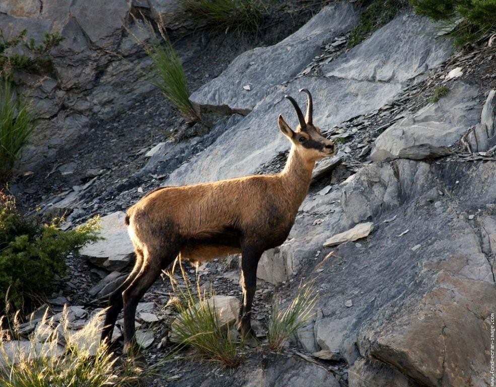 chamois