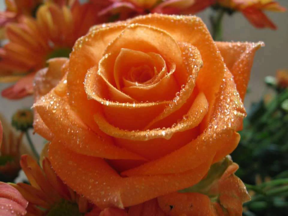 ROSES DE TOUTES LES COULEURS