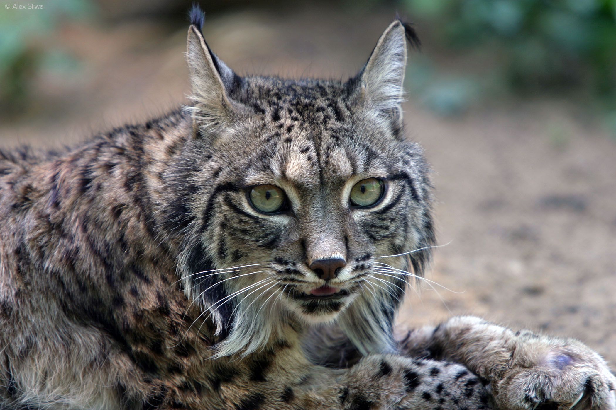 LE LYNX