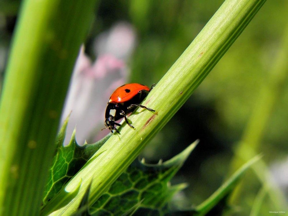 COCCINELLE