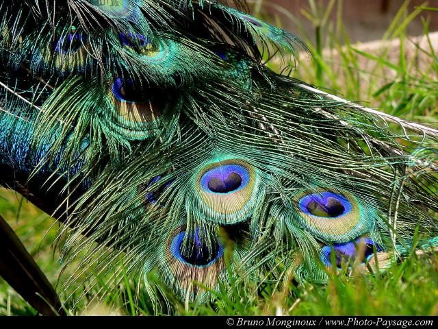 plume de pan