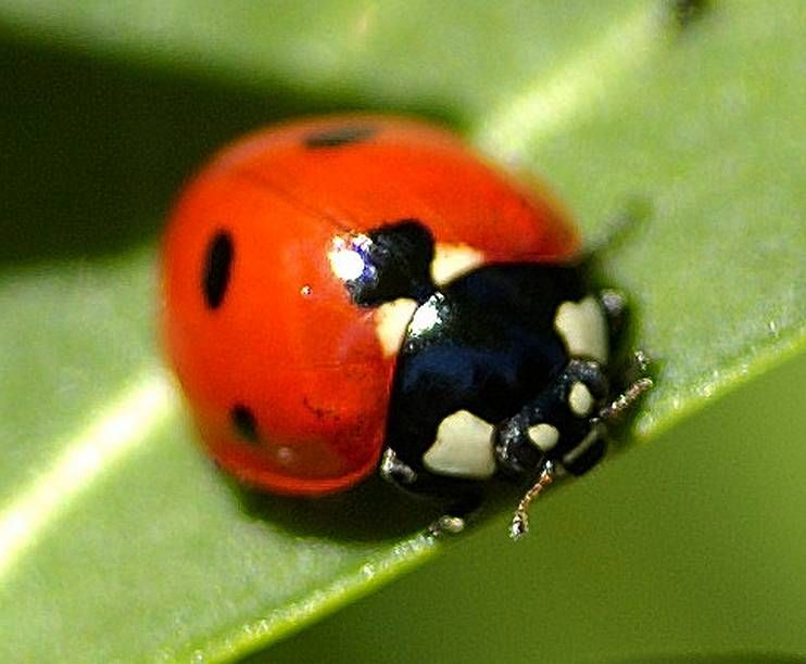 Coccinelle Insecte