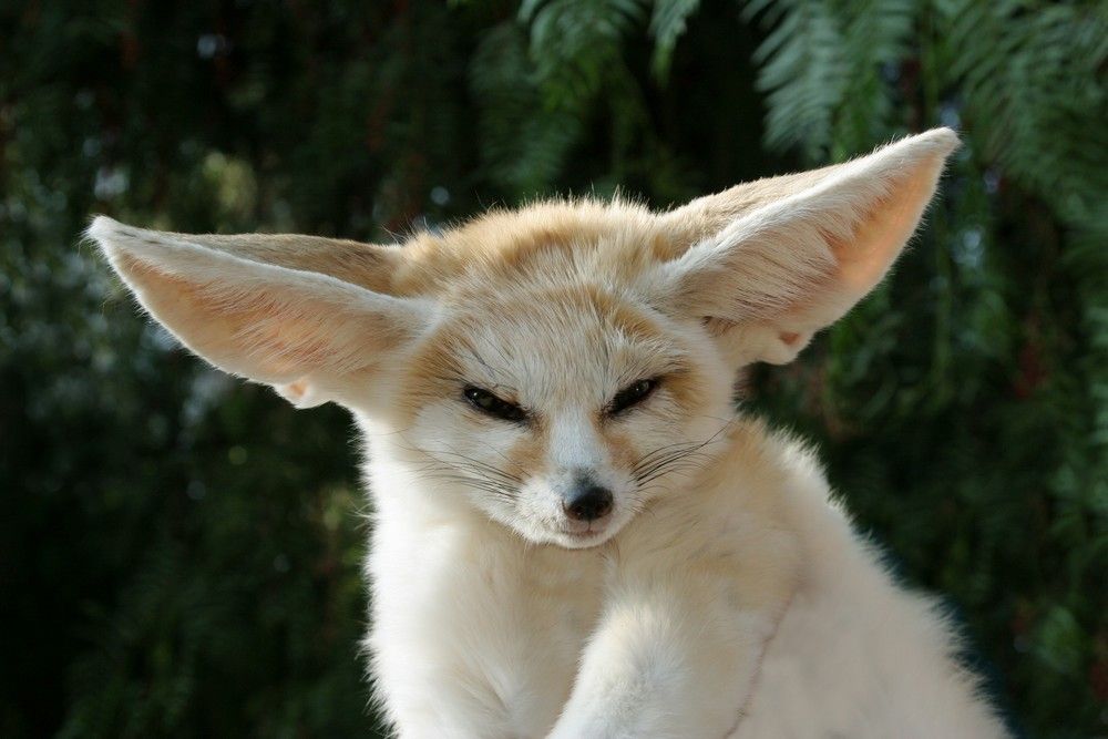 Fennecs