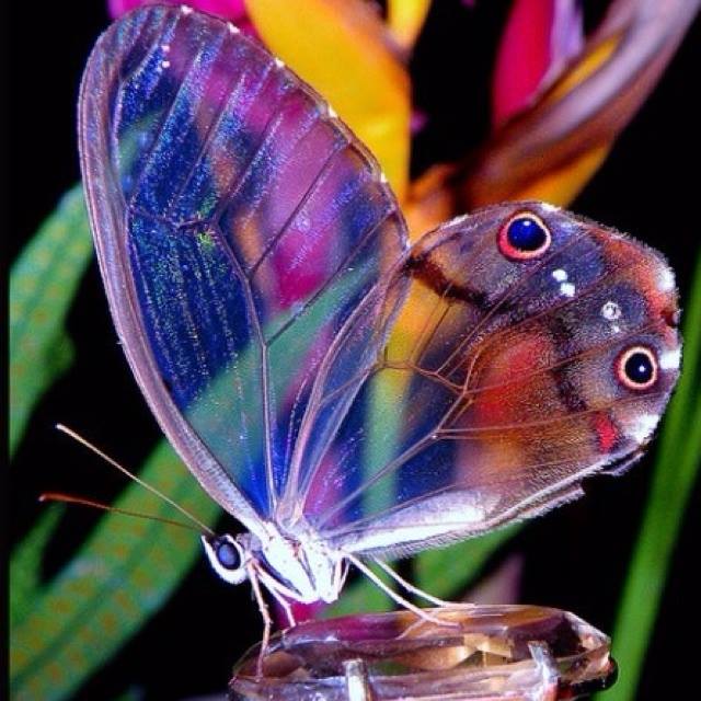 papillons