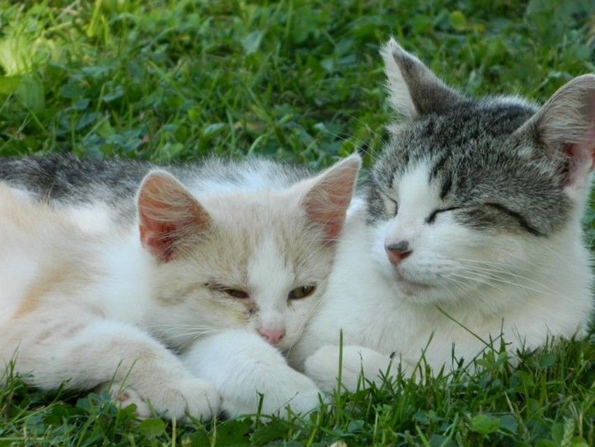 CHATS