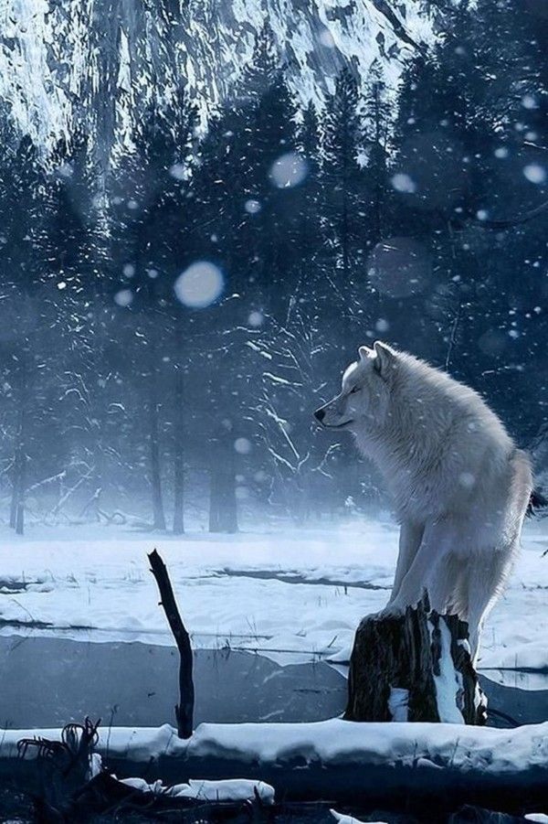 Loup Dans La Neige